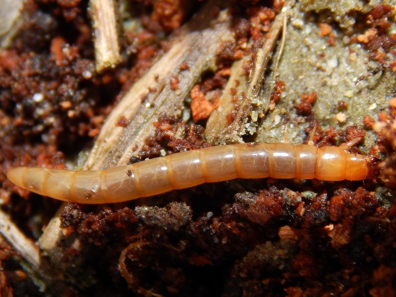 Larva di Tenebrionidae: Menephilus cylindricus?